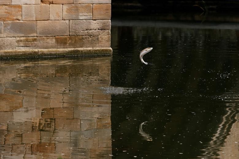 A salmon jumps in the River Wear in Durham, Britain. REUTERS/Lee Smith  